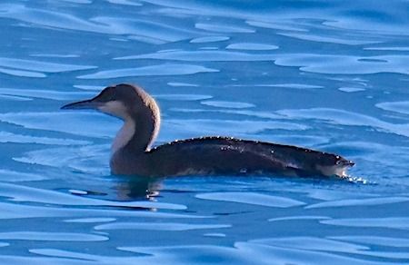 Strolaga mezzana  - Angelo Pasqua