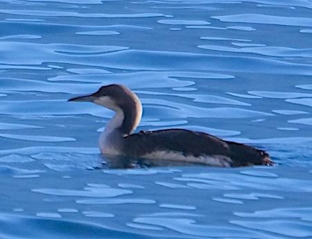 Strolaga mezzana  - Angelo Pasqua