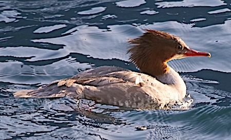 Smergo maggiore  - Angelo Pasqua