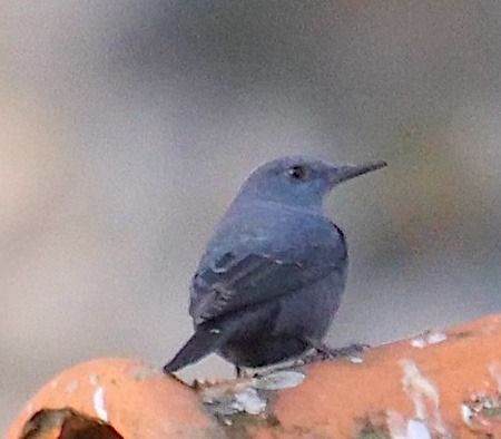 Passero solitario  - Angelo Pasqua