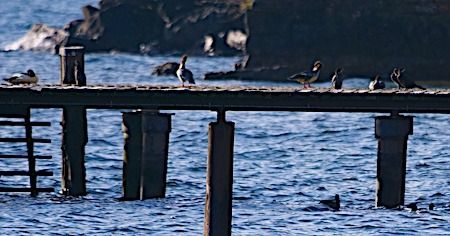 Smergo maggiore  - Angelo Pasqua