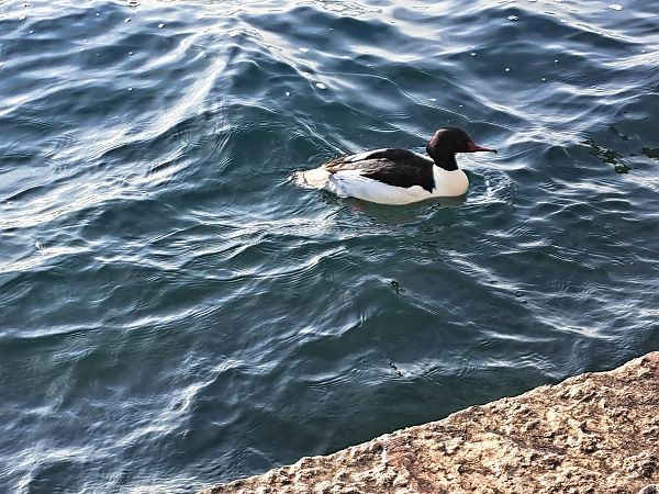 Smergo maggiore  - Angelo Pasqua