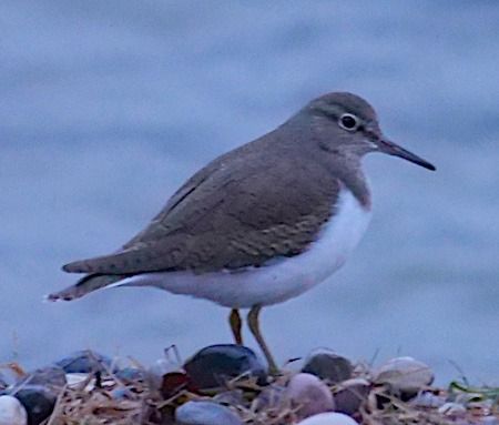 Piro-piro piccolo  - Angelo Pasqua
