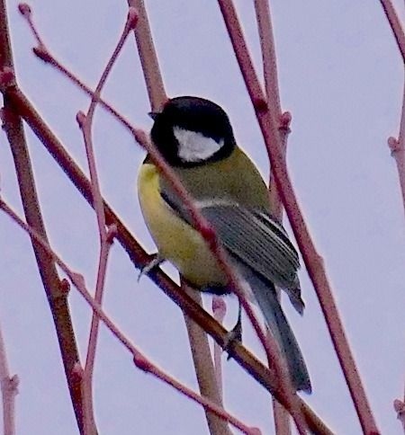 Cinciallegra  - Angelo Pasqua