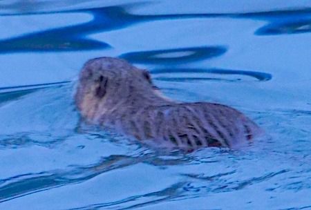 Nutria  - Angelo Pasqua