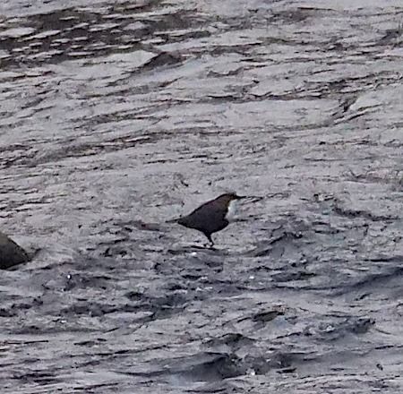 Merlo acquaiolo  - Angelo Pasqua