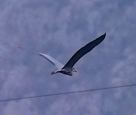 Airone cenerino  - Angelo Pasqua
