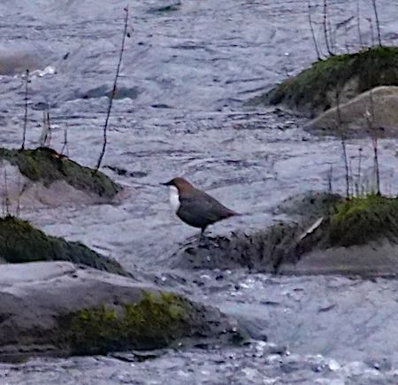 Wasseramsel  - Angelo Pasqua