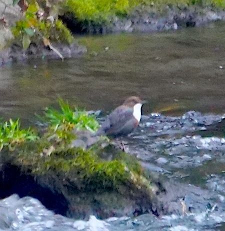 Merlo acquaiolo  - Angelo Pasqua