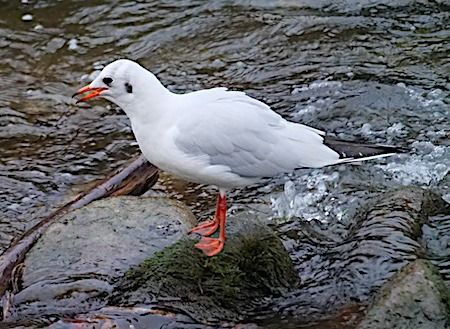 Gabbiano comune  - Angelo Pasqua