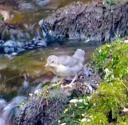 Merlo acquaiolo  - Angelo Pasqua