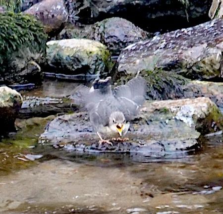 Merlo acquaiolo  - Angelo Pasqua