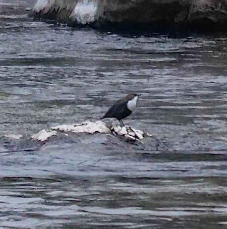 Merlo acquaiolo  - Angelo Pasqua