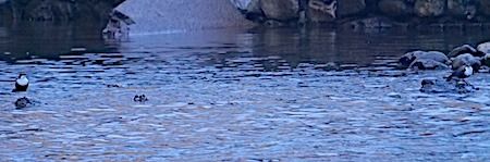 Merlo acquaiolo  - Angelo Pasqua