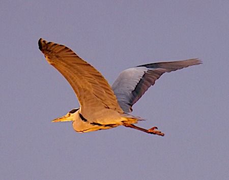 Airone cenerino  - Angelo Pasqua