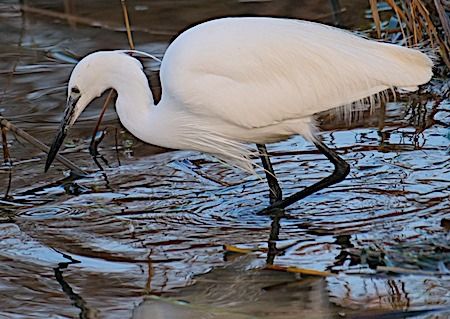 Aigrette garzette  - Angelo Pasqua
