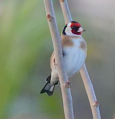 Cardellino  - Angelo Pasqua