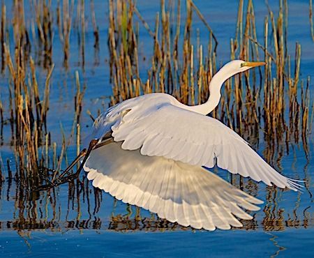 Great Egret  - Angelo Pasqua