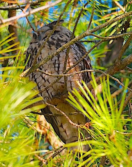 Gufo comune  - Angelo Pasqua