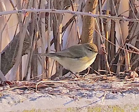 Luì piccolo  - Angelo Pasqua