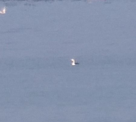 Strolaga minore  - Angelo Pasqua