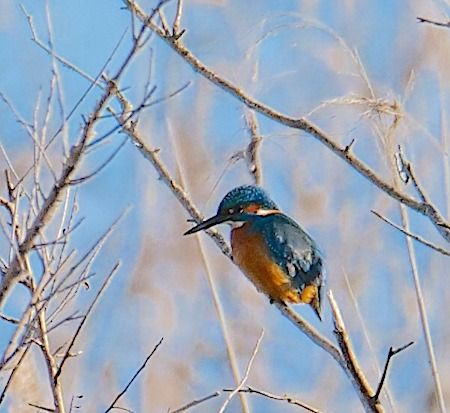 Martin pescatore  - Angelo Pasqua