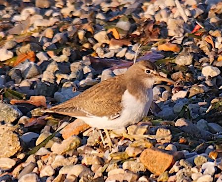 Chevalier guignette  - Angelo Pasqua
