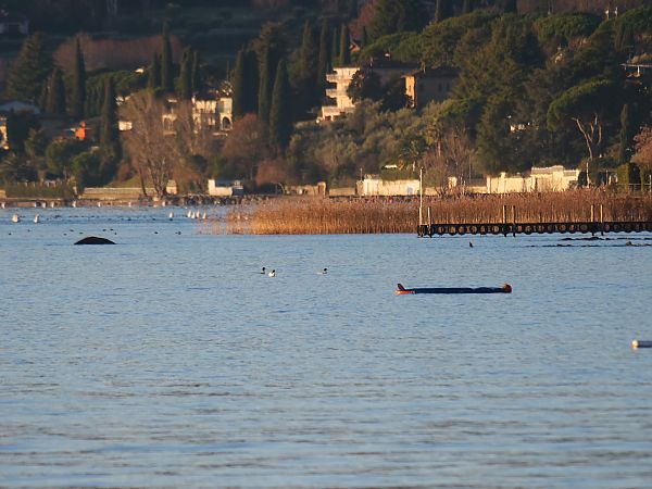Smergo maggiore  - Angelo Pasqua