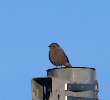 Codirosso spazzacamino  - Angelo Pasqua