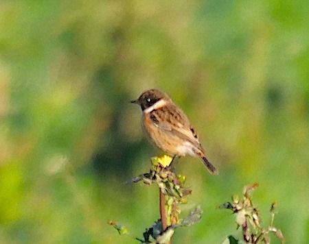 Saltimpalo comune  - Angelo Pasqua