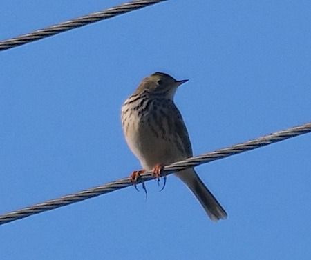 Pispola  - Angelo Pasqua