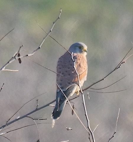 Gheppio  - Angelo Pasqua