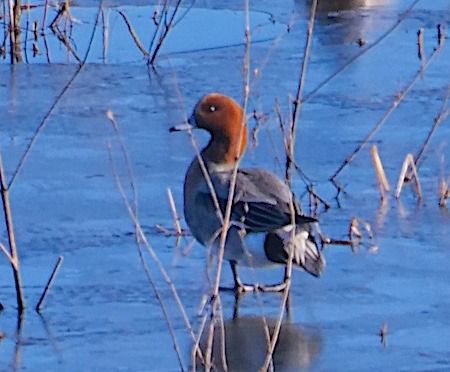 Fischione  - Angelo Pasqua