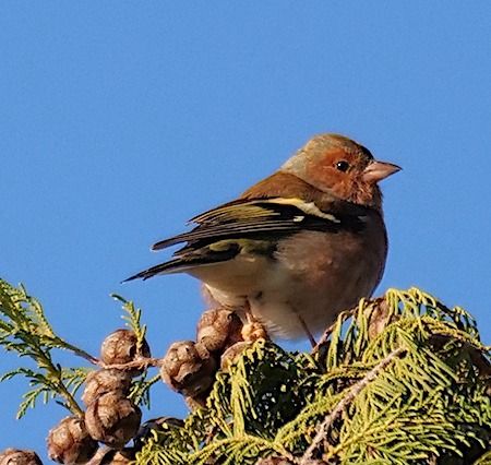 Fringuello  - Angelo Pasqua