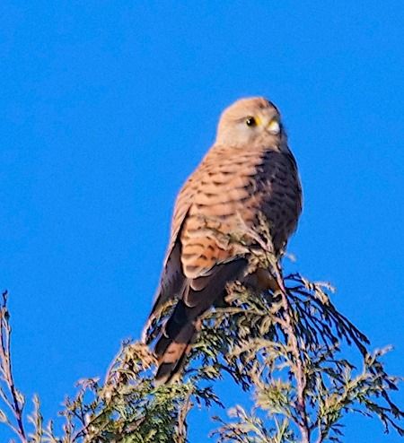 Gheppio  - Angelo Pasqua