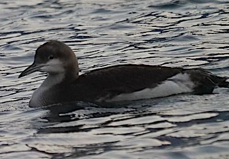 Prachttaucher  - Angelo Pasqua