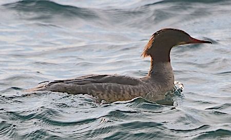 Smergo maggiore  - Angelo Pasqua