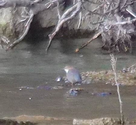Merlo acquaiolo  - Angelo Pasqua