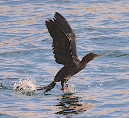 Marangone minore  - Angelo Pasqua