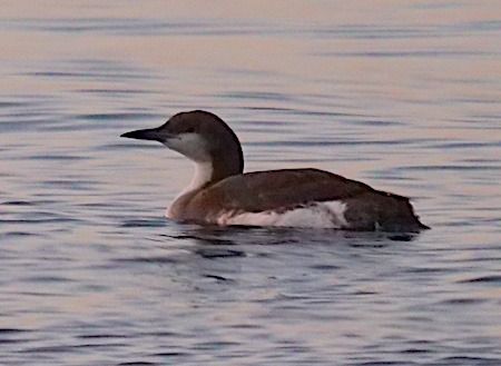 Strolaga mezzana  - Angelo Pasqua