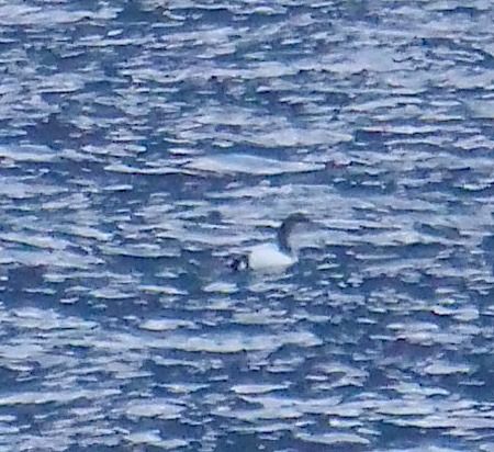 Strolaga mezzana  - Angelo Pasqua