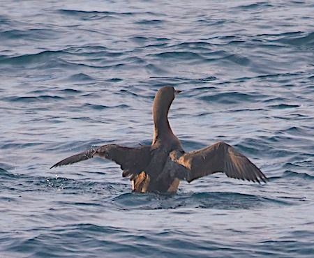 Strolaga mezzana  - Angelo Pasqua