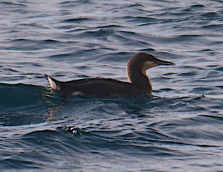 Strolaga mezzana  - Angelo Pasqua