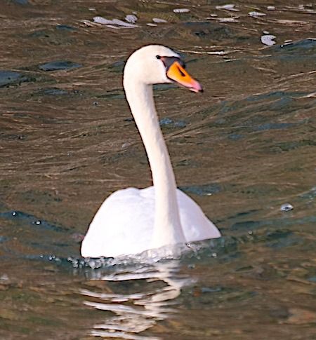 Cigno reale  - Angelo Pasqua