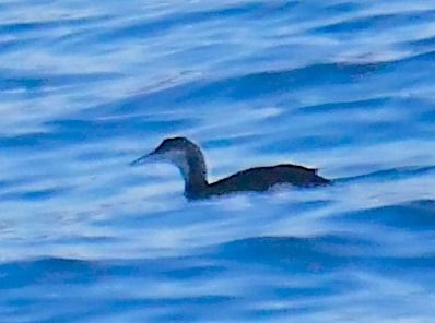 Prachttaucher  - Angelo Pasqua