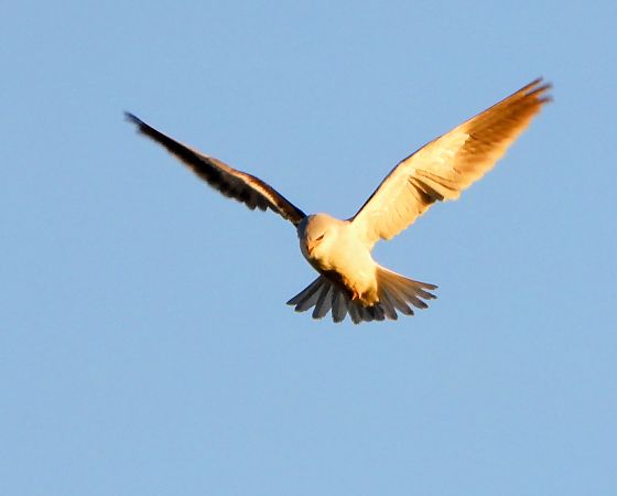 Nibbio bianco  - Andrea Ravagnani