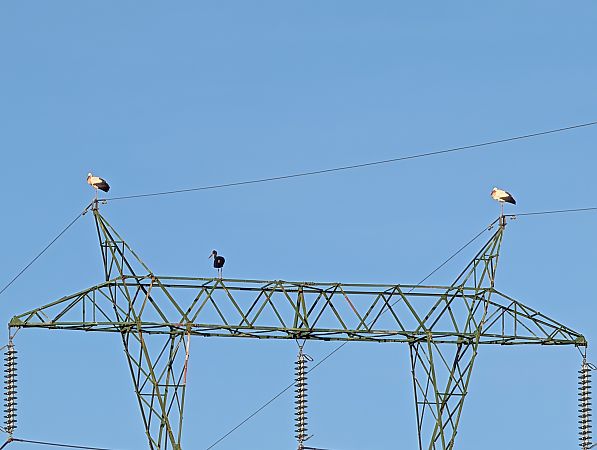 Cicogna nera  - Andrea Ravagnani