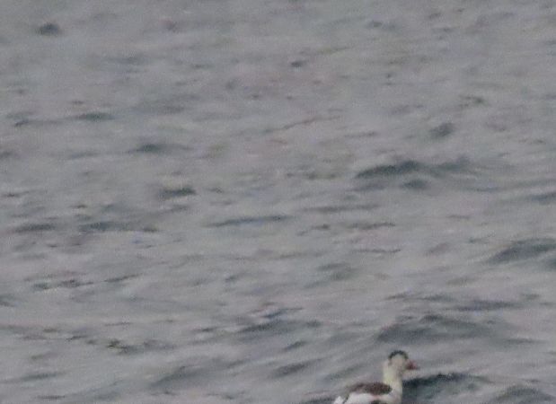 Anatra di superficie indet.  - Roberto Boscaini