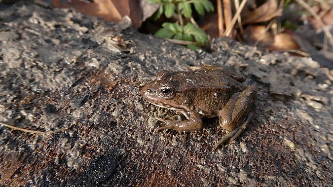 Rana dei Balcani / ridibonda  - Massimo Gigante