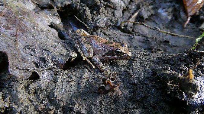 Rana appenninica  - Massimo Gigante